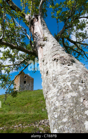 Guardando attraverso Rowan tree (Sorbus aucuparia) Torre Dryhope Foto Stock