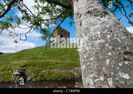 Guardando attraverso Rowan tree (Sorbus aucuparia) Torre Dryhope Foto Stock