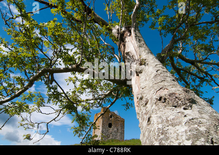 Guardando attraverso Rowan tree (Sorbus aucuparia) Torre Dryhope Foto Stock