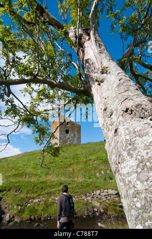 Guardando attraverso Rowan tree (Sorbus aucuparia) Torre Dryhope Foto Stock