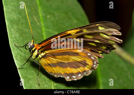 Portalettere BUTTERFLY (HELICONIUS MELPOMENE :) ripresa macro arancione bianco nero Foto Stock