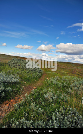 Islandese di brughiera vicino Gullfoss, Islanda con erbe e nebulose piante di salice Salix lanata rocce vulcaniche montagne estate Foto Stock