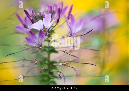 Close-up immagine della splendida fioritura estiva Cleome hassleriana 'Violetta Queen' Fiore rosa Foto Stock