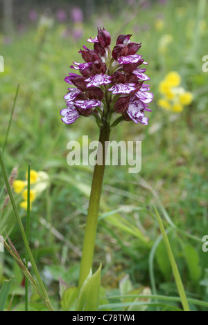 Signora Orchidea (Orchis purpurea) cresce in Chalk downland SSSI riserva naturale vicino a Goring, Oxfordshire. Foto Stock