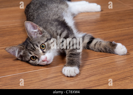 Il gattino assonnato giace su legno di un pavimento Foto Stock