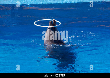 Spettacolo di Delfini al Ushaka Marine World. Durban, KwaZulu-Natal, in Sudafrica. Foto Stock