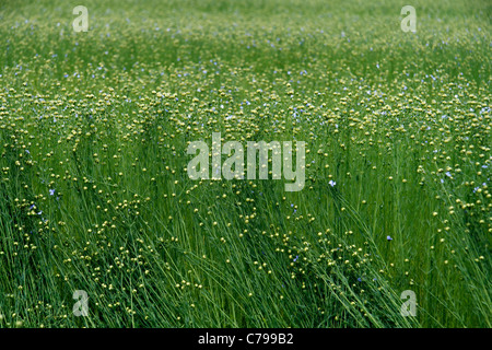 Comune di lino (Linum usitatissimum), campo di lino in primavera (Normandia, Francia). Foto Stock