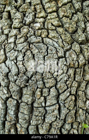 Texture di superficie della corteccia di un albero Foto Stock