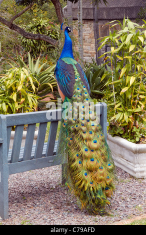 Peacock in Mitchell Park Zoo. Durban, KwaZulu-Natal, in Sudafrica. Foto Stock