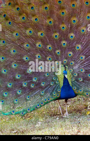 Peacock in Mitchell Park Zoo. Durban, KwaZulu-Natal, in Sudafrica. Foto Stock