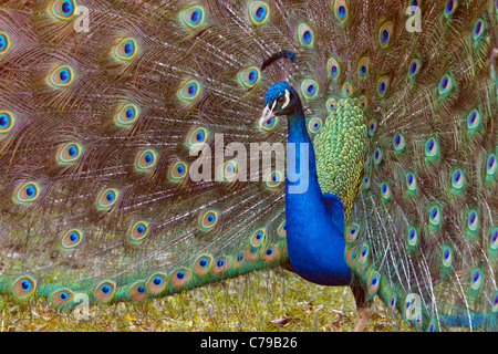 Peacock in Mitchell Park Zoo. Durban, KwaZulu-Natal, Sud Africa Foto Stock