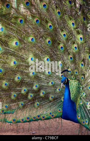 Peacock in Mitchell Park Zoo. Durban, KwaZulu-Natal, in Sudafrica. Foto Stock