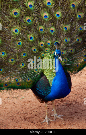 Peacock in Mitchell Park Zoo. Durban, KwaZulu-Natal, in Sudafrica. Foto Stock