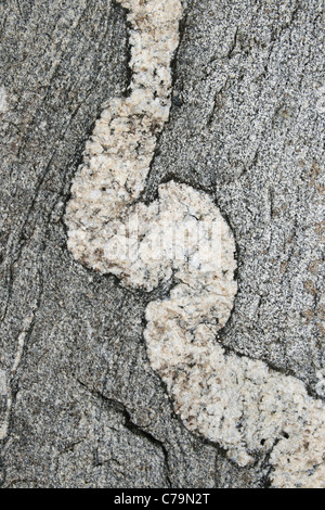 Gneiss sfondo con contorte vena di quarzo Foto Stock