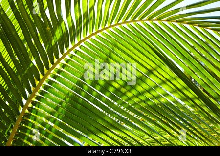 Foglie di Palma Foto Stock