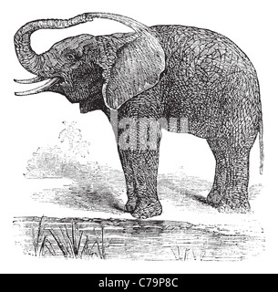 Bush africano Elefante o Loxodonta africana, vintage incisione. Vecchie illustrazioni incise del bush africano Elefante. Foto Stock