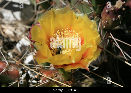 Coda di castoro giallo fiore di cactus con un'ape Foto Stock