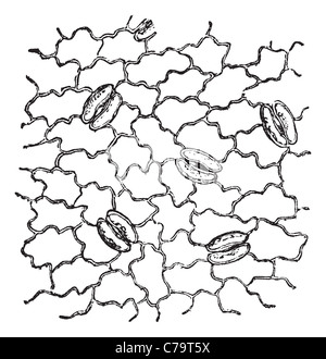 Stomata trovato su una foglia di epidermide, ingrandite, vintage illustrazioni incise. Trousset enciclopedia (1886 - 1891). Foto Stock