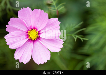 Cosmos bipinnatus fiore. Foto Stock