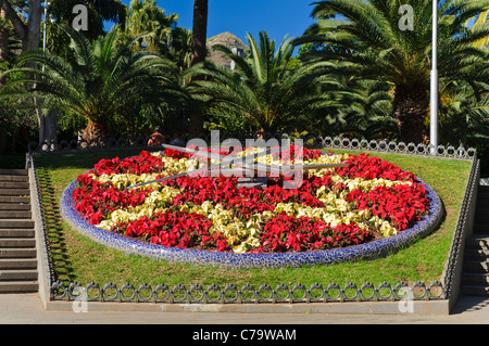 Orologio di fiori, Parque Parco Garcia Sanabria, Santa Cruz Tenerife, Isole Canarie, Spagna, Europa Foto Stock