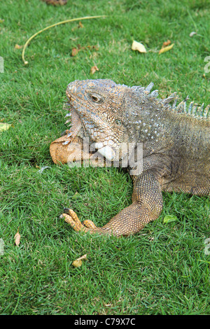 Land iguana di Guayaquil, Ecuador in verticale Foto Stock