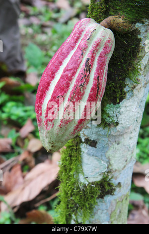 Il verde e il rosso pod di Arriba cacao su un albero in Ecuador Foto Stock