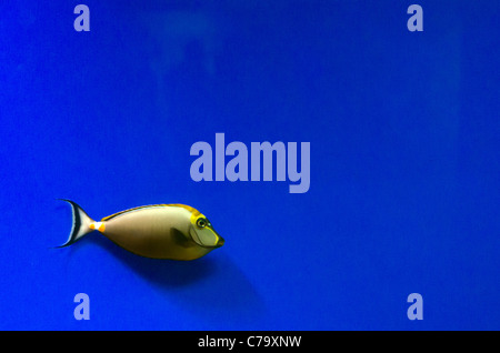 Naso lituratus o Orangespine unicornfish o codolo naso in Acquario Finisterrae - La Coruna, Galizia, Spagna Foto Stock