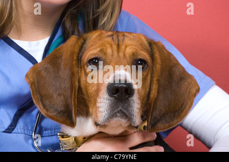 Un veterinario a tenuta su di una razza di cane beagle durante la sua visita. Egli ha un aspetto un po' nervoso. Foto Stock