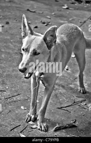 Una razza mista mutt cane in bianco e nero di alta gamma dinamica. Foto Stock