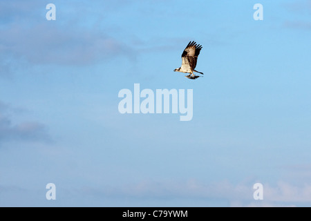 Un North American Osprey rapace catture un fluke o la passera pianuzza e vola fuori. Foto Stock