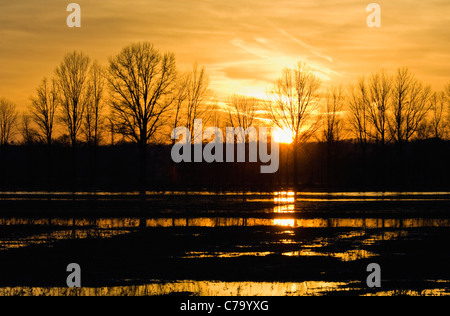 Sunset Over allagato campo di fattoria in fondo Ewing nella Contea di Jackson, Indiana Foto Stock