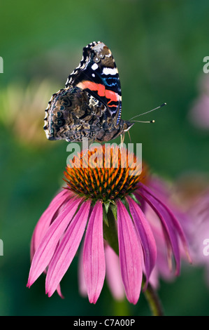 Red Admiral Butterfly su Purple Coneflower in Floyd County, Indiana Foto Stock