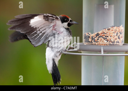 Maschio immaturo Acorn Woodpecker a alimentatore di sementi Foto Stock