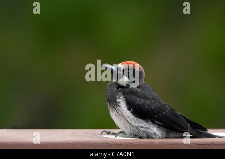 Immaturo maschio Picchio Acorn Foto Stock