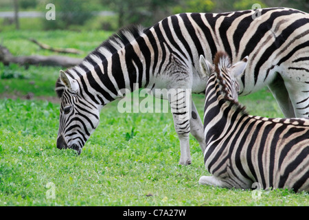 Due zebre in tygerberg zoo nei pressi di Città del Capo. Foto Stock