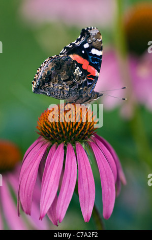 Red Admiral Butterfly su Purple Coneflower in Floyd County, Indiana Foto Stock