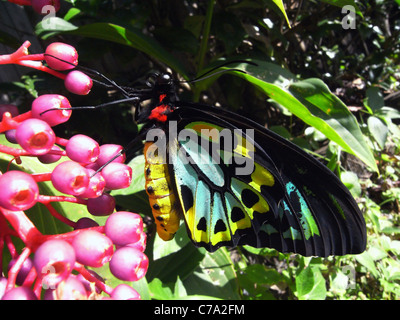 Appena emerso maschio Papilionidae Cairns butterfly (Ornithoptera euphorion) su Medinilla sp. bacche, Cairns, Queensland, Australia Foto Stock