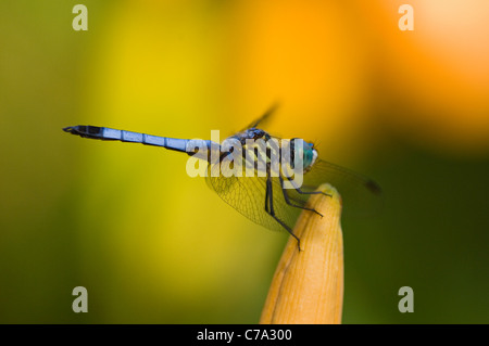 Blu a forma di libellula Dasher in appoggio sul giorno Lilly vicino al laghetto di Floyd County, Indiana Foto Stock