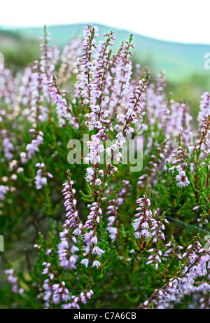 Close-up di comune Heather (Calluna vulgaris) in Scozia centrale Foto Stock