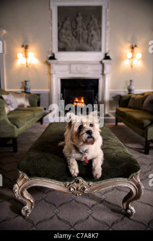 Un Cairn Terrier cane residente in un hotel che accoglie animali cani REGNO UNITO Foto Stock