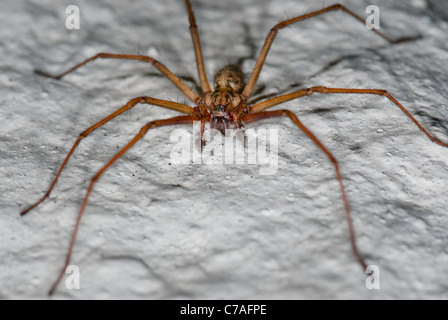 Casa gigante ragno, noto anche come Tegenaria duellica Foto Stock