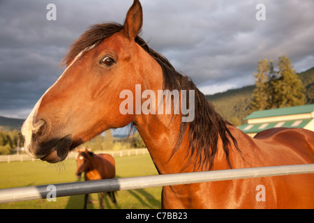 Cavallo al pascolo ringhiera, Montana, USA Foto Stock