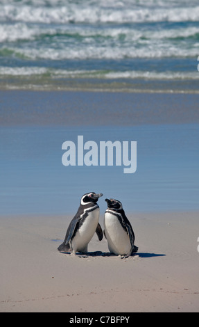 Due i pinguini di Magellano (Spheniscus magellanicus), Saunders Island, le Falkland Foto Stock