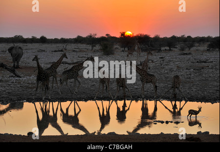 Le giraffe al waterhole al tramonto, Okaukuejo, il Parco Nazionale di Etosha, Namibia, Africa Foto Stock