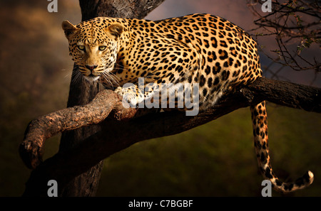 Leopard su un albero, il Parco Nazionale di Etosha, Namibia, Africa Foto Stock