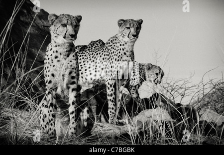 Ghepardi, il Parco Nazionale di Etosha, Namibia, Africa Foto Stock