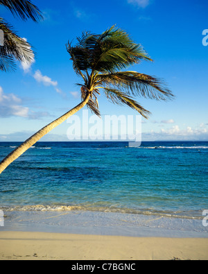 Lone Palm Tree sulla spiaggia, mare, Guadalupa, French West Indies, Francia Foto Stock