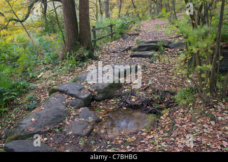 Sentiero in Hebden Dale in autunno, vicino Hebden Bridge, Calderdale, nello Yorkshire, Regno Unito Foto Stock