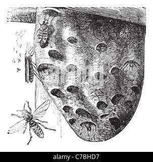 I calabroni e vespaio vintage incisione. Vecchie illustrazioni incise di calabroni in bilico su un nido. Foto Stock