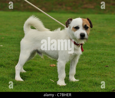 Jack Russell Terrier cane al guinzaglio Foto Stock